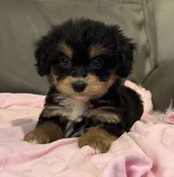 Muffin, a female Miniature Aussiedoodle for sale in Coldwater, MS – 3 of 10