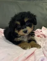Muffin, a female Miniature Aussiedoodle for sale in Coldwater, MS – 4 of 10