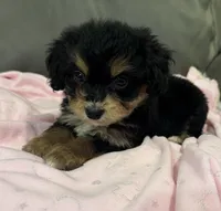 Muffin, a female Miniature Aussiedoodle for sale in Coldwater, MS – 8 of 10