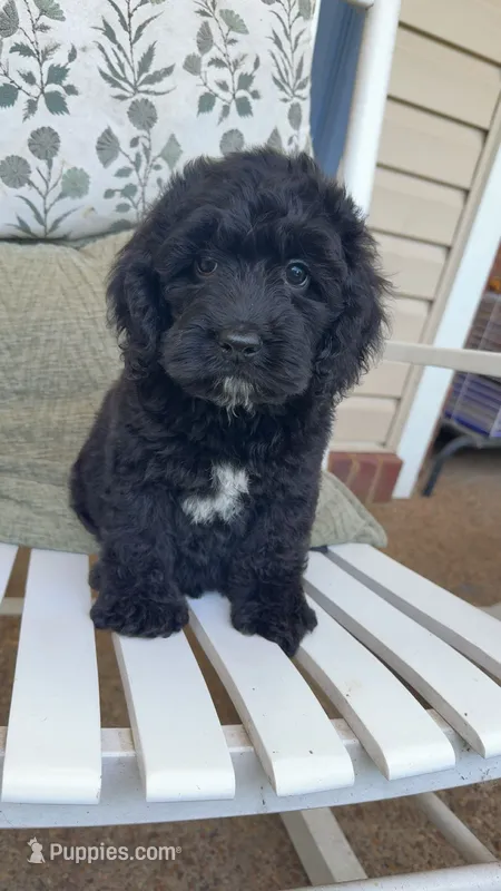 Tux – Cockapoo puppy for sale in Coldwater, MS