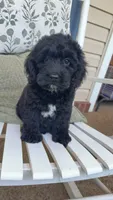 Tux, a male Cockapoo for sale in Coldwater, MS – 1 of 5