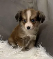 Bandit, a male Miniature Aussiedoodle for sale in Coldwater, MS – 2 of 7