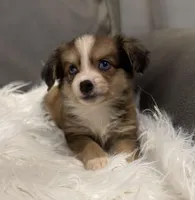 Bandit, a male Miniature Aussiedoodle for sale in Coldwater, MS – 3 of 7