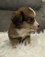 Bandit, a male Miniature Aussiedoodle for sale in Coldwater, MS – 4 of 7
