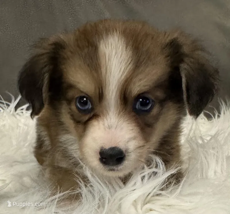 Bandit – Miniature Aussiedoodle puppy for sale in Coldwater, MS