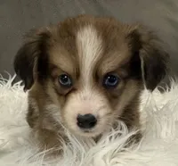 Bandit, a male Miniature Aussiedoodle for sale in Coldwater, MS – 1 of 7