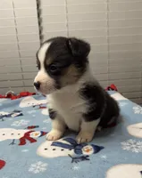 Bentley, a male Pembroke Welsh Corgi for sale in Coldwater, MS – Photo 3 of 10