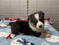 Bentley, a male Pembroke Welsh Corgi for sale in Coldwater, MS – Photo 1 of 10