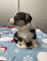 Bentley, a male Pembroke Welsh Corgi for sale in Coldwater, MS – Photo 4 of 10