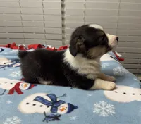 Bentley, a male Pembroke Welsh Corgi for sale in Coldwater, MS – Photo 9 of 10