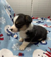 Bentley, a male Pembroke Welsh Corgi for sale in Coldwater, MS – Photo 7 of 10