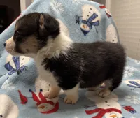 Bentley, a male Pembroke Welsh Corgi for sale in Coldwater, MS – Photo 10 of 10