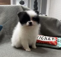 Dottie, a female Pomeranian for sale in Coldwater, MS – Photo 3 of 10