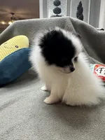 Dottie, a female Pomeranian for sale in Coldwater, MS – Photo 9 of 10