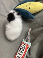 Dottie, a female Pomeranian for sale in Coldwater, MS – Photo 10 of 10