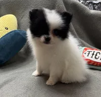 Dottie, a female Pomeranian for sale in Coldwater, MS – Photo 1 of 10