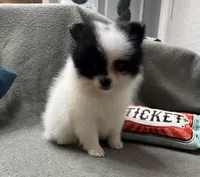 Dottie, a female Pomeranian for sale in Coldwater, MS – Photo 5 of 10