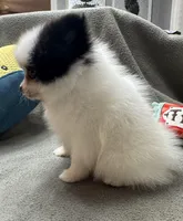 Dottie, a female Pomeranian for sale in Coldwater, MS – Photo 8 of 10