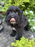 Star, a female Cockapoo for sale in Coldwater, MS – 1 of 7