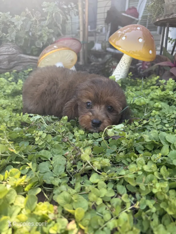 Rusty – Cockapoo puppy for sale in Coldwater, MS