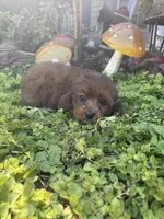 Rusty, a male Cockapoo for sale in Coldwater, MS – 1 of 5