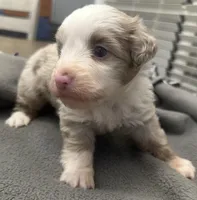 Chopper, a male Miniature Aussiedoodle for sale in Coldwater, MS – Photo 4 of 4