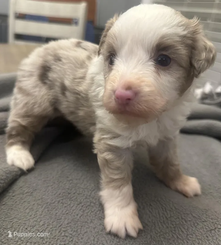 Chopper – Miniature Aussiedoodle puppy for sale in Coldwater, MS