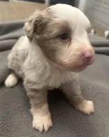 Chopper, a male Miniature Aussiedoodle for sale in Coldwater, MS – Photo 2 of 4