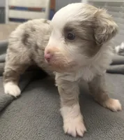 Chopper, a male Miniature Aussiedoodle for sale in Coldwater, MS – Photo 3 of 4