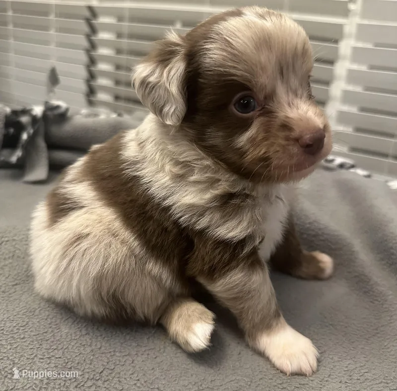 Snickers – Miniature Aussiedoodle puppy for sale in Coldwater, MS