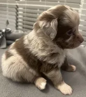 Snickers, a male Miniature Aussiedoodle for sale in Coldwater, MS – Photo 2 of 3