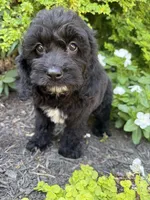 Star, a female Cockapoo for sale in Coldwater, MS – 4 of 7