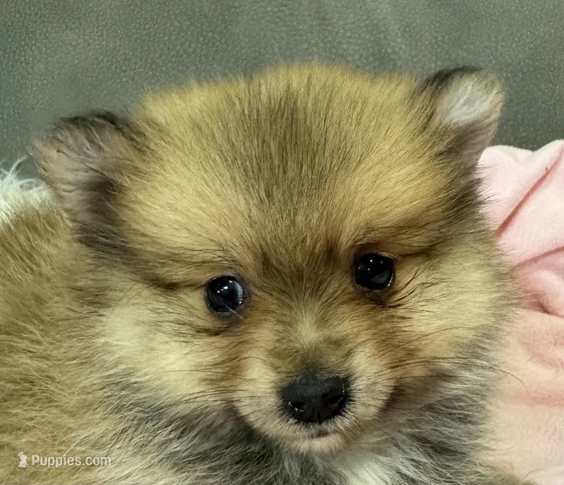 Lola – Pomeranian puppy for sale in Coldwater, MS