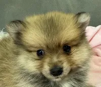 Lola, a female Pomeranian for sale in Coldwater, MS – Photo 1 of 8