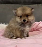 Lola, a female Pomeranian for sale in Coldwater, MS – Photo 6 of 8