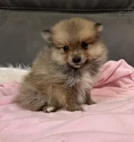 Lola, a female Pomeranian for sale in Coldwater, MS – Photo 7 of 8