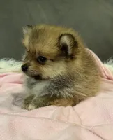 Lola, a female Pomeranian for sale in Coldwater, MS – Photo 4 of 8