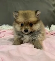 Lola, a female Pomeranian for sale in Coldwater, MS – Photo 5 of 8