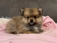 Lola, a female Pomeranian for sale in Coldwater, MS – Photo 2 of 8