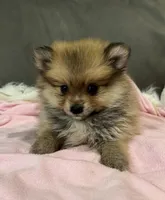 Lola, a female Pomeranian for sale in Coldwater, MS – Photo 3 of 8