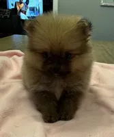 Ruby, a female Pomeranian for sale in Coldwater, MS – 2 of 6