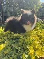 Little boy “Blue”, a male Pomeranian for sale in Coldwater, MS – Photo 6 of 7
