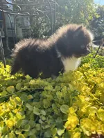 Little boy “Blue”, a male Pomeranian for sale in Coldwater, MS – Photo 7 of 7