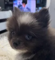 Little boy “Blue”, a male Pomeranian for sale in Coldwater, MS – Photo 3 of 7