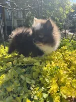 Little boy “Blue”, a male Pomeranian for sale in Coldwater, MS – Photo 5 of 7