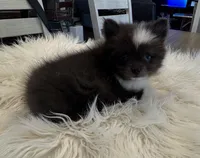 Little boy “Blue”, a male Pomeranian for sale in Coldwater, MS – Photo 2 of 7