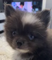 Little boy “Blue”, a male Pomeranian for sale in Coldwater, MS – Photo 1 of 7