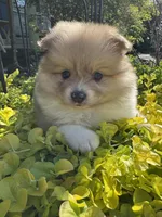 Suzy, a female Pomeranian for sale in Coldwater, MS – Photo 3 of 7