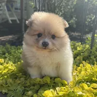 Suzy, a female Pomeranian for sale in Coldwater, MS – Photo 1 of 7