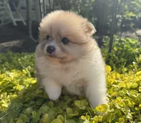 Suzy, a female Pomeranian for sale in Coldwater, MS – Photo 4 of 7